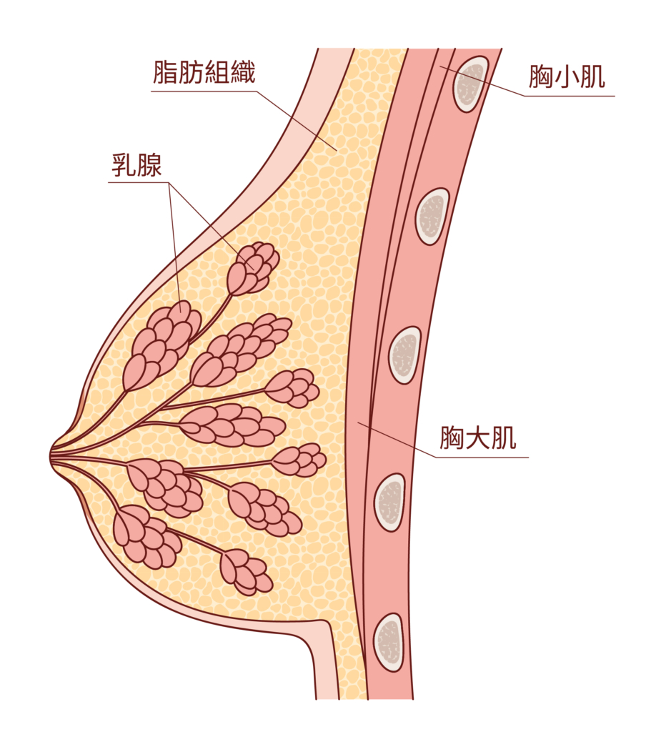 乳房發育關鍵：乳房構造